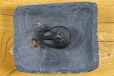 Flying Scotoharpes Trilobite - Top Quality Specimen #301935-3